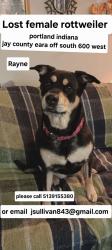 Lost Female Dog last seen State Rt 28, Portland, IN 47371