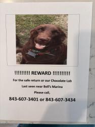 Lost Male Dog last seen Bells Marina, Eutaw Springs, SC 29048