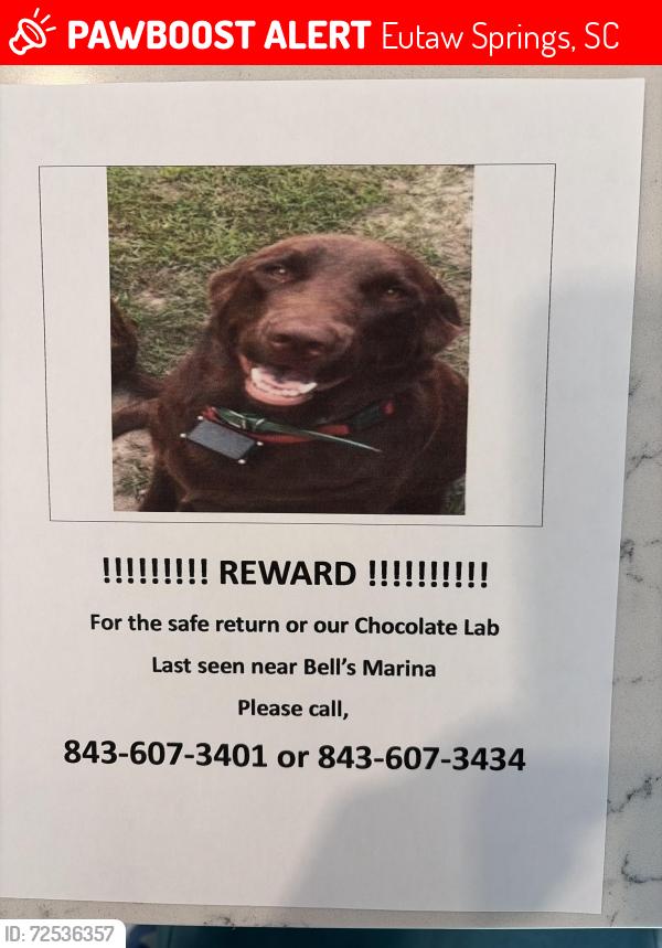 Lost Male Dog last seen Bells Marina, Eutaw Springs, SC 29048