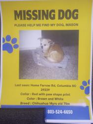 Lost Male Dog last seen Plantation/ Farrow rd , Columbia, SC 29223