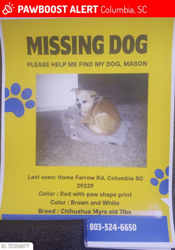 Lost Male Dog last seen Plantation/ Farrow rd , Columbia, SC 29223