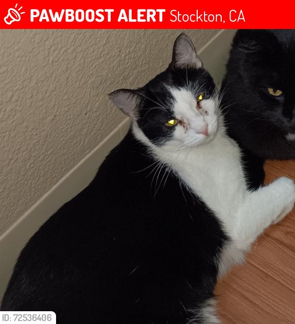 Lost Female Cat last seen Glendora Ave, Stockton, CA 95207