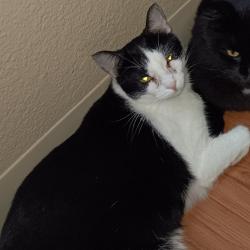 Lost Female Cat last seen Glendora Ave, Stockton, CA 95207