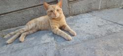 Lost Male Cat last seen Near Hughes road, Cape Town, WC 7493