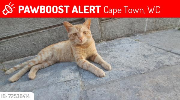 Lost Male Cat last seen Near Hughes road, Cape Town, WC 7493