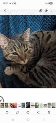 Lost Male Cat last seen Woodsmoor side of A6, Greater Manchester, England SK2 7AX
