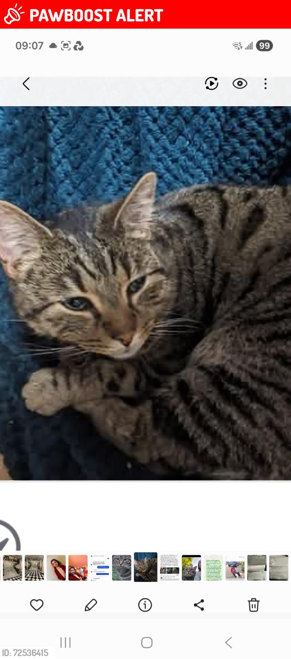 Lost Male Cat last seen Woodsmoor side of A6, Greater Manchester, England SK2 7AX