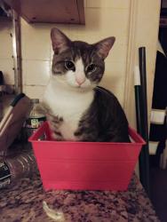 Lost Male Cat last seen Near Broad St. Hartford and surrounding s, Hartford, CT 06114