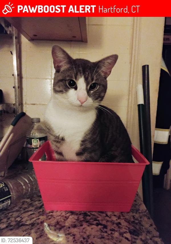 Lost Male Cat last seen Near Broad St. Hartford and surrounding s, Hartford, CT 06114