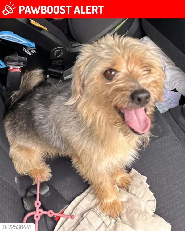 Lost Male Dog last seen Mira Rd, Tumbling Waters, NT 0822