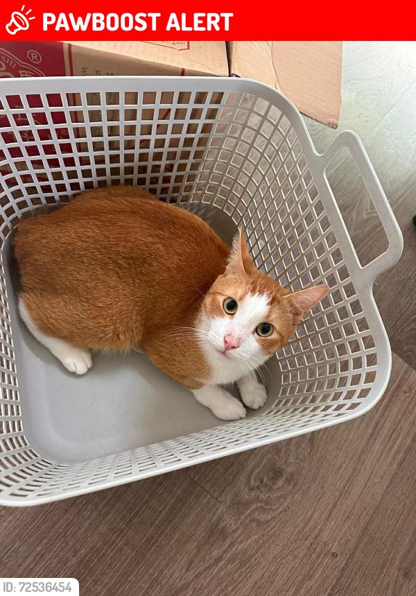 Lost Male Cat last seen Mira Rd, Tumbling Waters, NT 0822