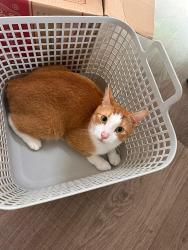 Lost Male Cat last seen Mira Rd, Tumbling Waters, NT 0822