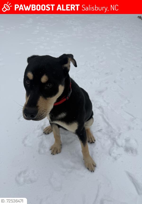 Lost Male Dog last seen Henderson Grove Church Road, Salisbury, NC 28147