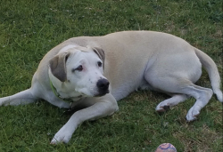 Reunited Female Dog last seen Estrada Circle, Mission Viejo , Mission Viejo, CA 92691