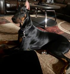 Lost Male Dog last seen 7 mile and Evergreen, Detroit, MI 48219