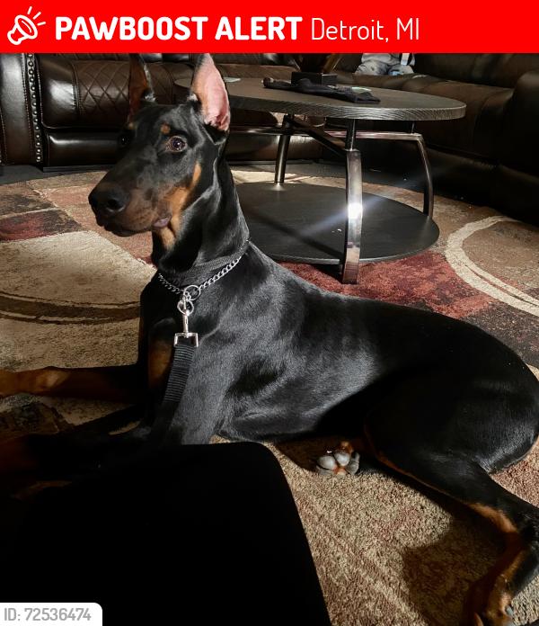 Lost Male Dog last seen 7 mile and Evergreen, Detroit, MI 48219