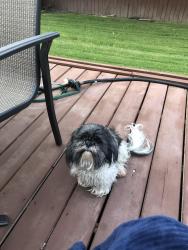Lost Female Dog last seen Basswood and Blue Mound , Saginaw, TX 76131