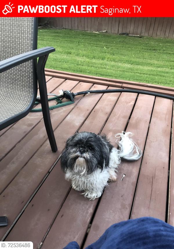 Lost Female Dog last seen Basswood and Blue Mound , Saginaw, TX 76131