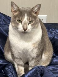Lost Male Cat last seen Crossed from the burnt down Ashely’s warehouse, Lindale, TX 75771