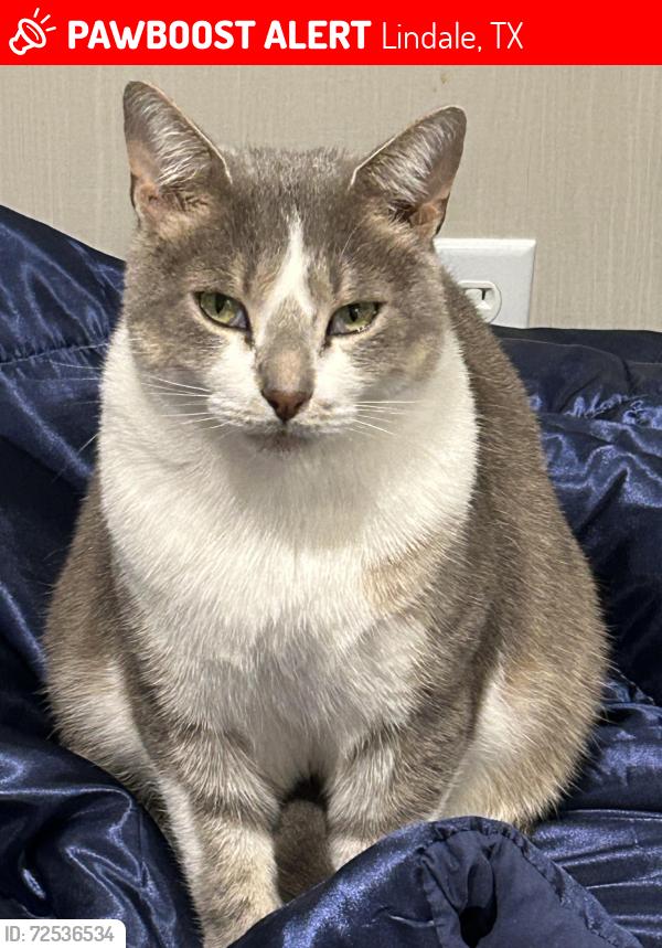Lost Male Cat last seen Crossed from the burnt down Ashely’s warehouse, Lindale, TX 75771