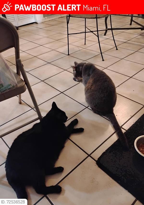 Lost Male Cat last seen SW 160th street and 112th place, Miami, FL 33157