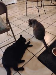 Lost Male Cat last seen SW 160th street and 112th place, Miami, FL 33157