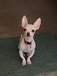 Lost Female Dog last seen W County 16 1/2 St, Avenue B, Somerton Az, Somerton, AZ 85350