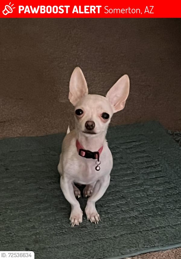 Lost Female Dog last seen W County 16 1/2 St, Avenue B, Somerton Az, Somerton, AZ 85350