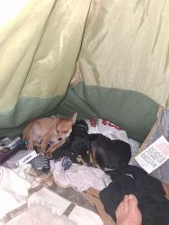 Lost Male Dog last seen Dollar tree parking lot, Concord, CA 94520