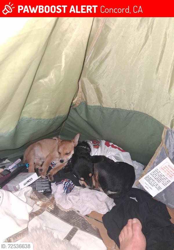 Lost Male Dog last seen Dollar tree parking lot, Concord, CA 94520