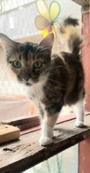 Lost Female Cat last seen 24th & nolana, McAllen, TX 78501