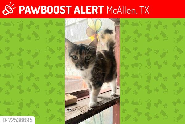 Lost Female Cat last seen 24th & nolana, McAllen, TX 78501