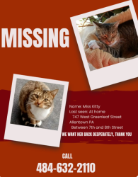 Lost Female Cat last seen 8th and Greenleaf.    7th and Greenleaf, Allentown, PA 18102
