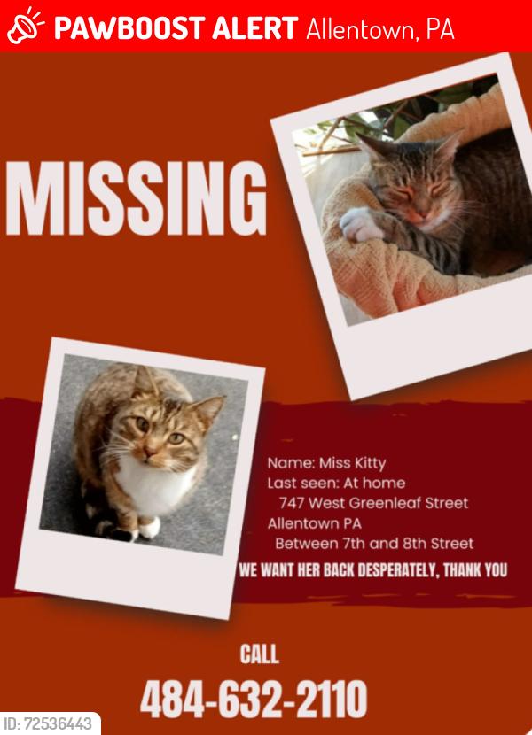 Lost Female Cat last seen 8th and Greenleaf.    7th and Greenleaf, Allentown, PA 18102