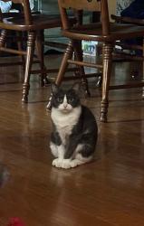 Lost Female Cat last seen KevinDrive and St. Bernadette, Lafayette, LA 70507