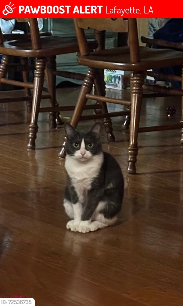 Lost Female Cat last seen KevinDrive and St. Bernadette, Lafayette, LA 70507