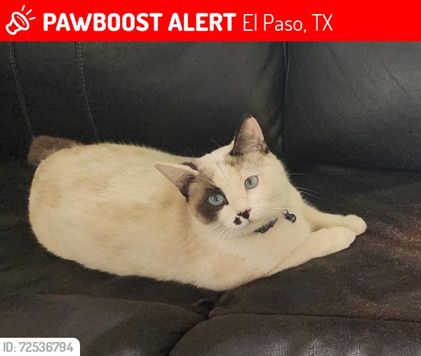 Lost Female Cat last seen Grant Ave and Memorial park , El Paso, TX 79930