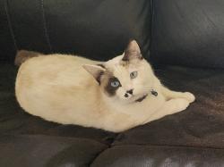 Lost Female Cat last seen Grant Ave and Memorial park , El Paso, TX 79930