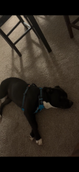 Lost Male Dog last seen Mooresville, NC, Mooresville, NC 28115