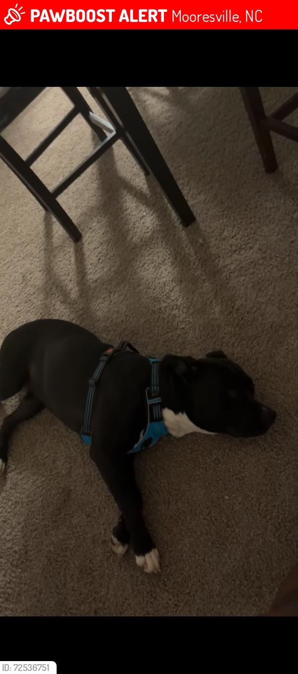 Lost Male Dog last seen Mooresville, NC, Mooresville, NC 28115