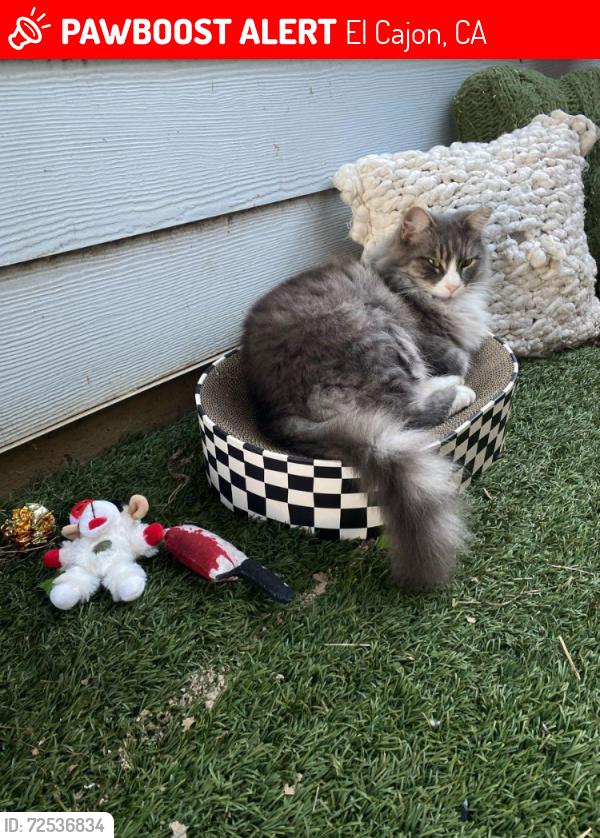 Lost Male Cat last seen Granite Hills and South 2nd Street, El Cajon, CA 92019