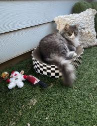 Lost Male Cat last seen Granite Hills and South 2nd Street, El Cajon, CA 92019