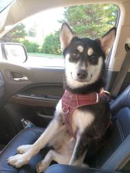 Lost Female Dog last seen Hwy 62/412 & quilt palace Rd., Glencoe, AR 72539