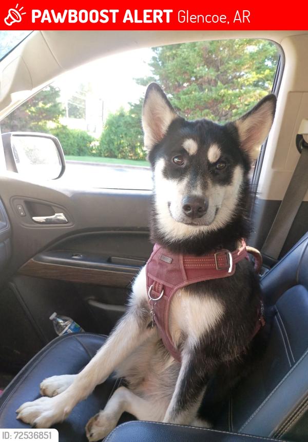Lost Female Dog last seen Hwy 62/412 & quilt palace Rd., Glencoe, AR 72539