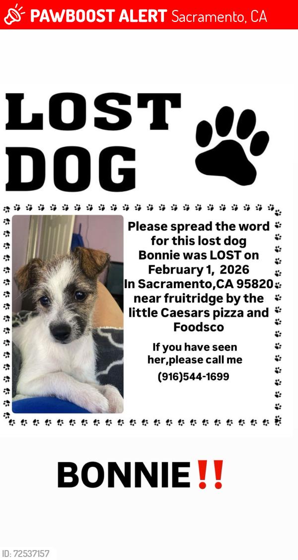 Lost Female Dog last seen Last seen in fruitridge by the little Caesar pizza , Sacramento, CA 95820