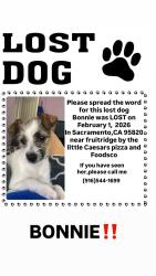 Lost Female Dog last seen Last seen in fruitridge by the little Caesar pizza , Sacramento, CA 95820