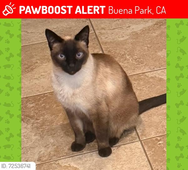 Lost Male Cat last seen Malvern Ave and Cajon Ave, Buena Park, CA 90621