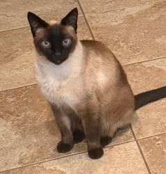 Lost Male Cat last seen Malvern Ave and Cajon Ave, Buena Park, CA 90621