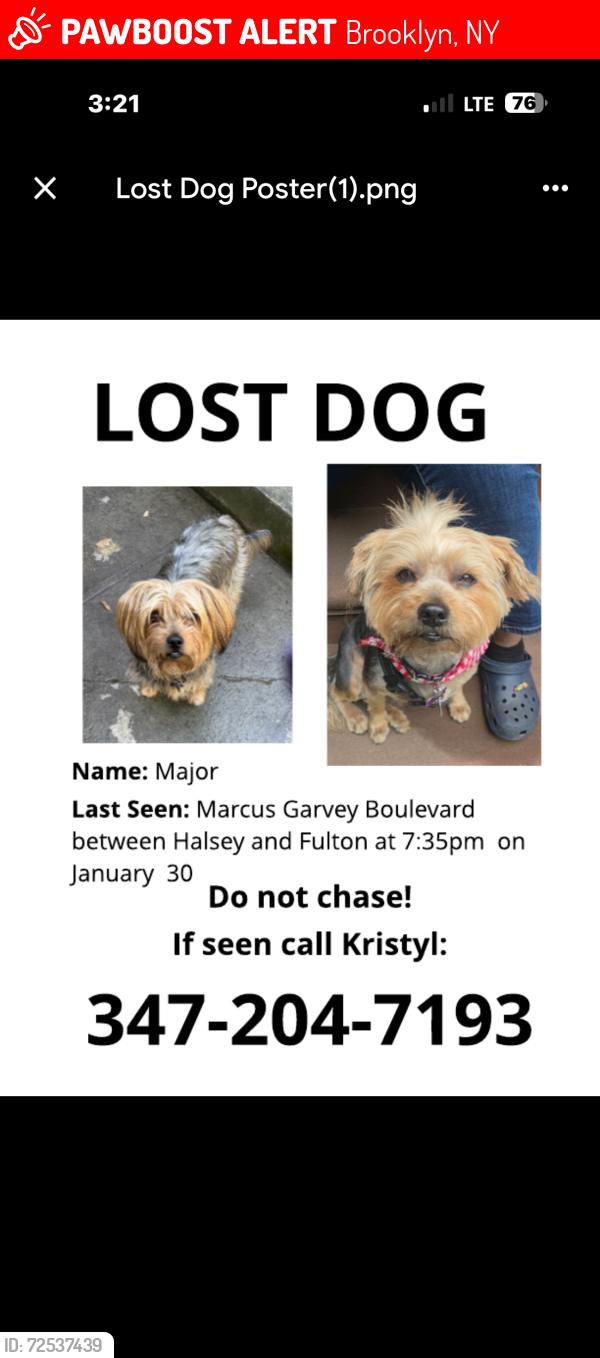Lost Male Dog last seen Macon , Brooklyn, NY 11216