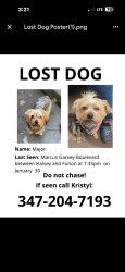 Lost Male Dog last seen Macon , Brooklyn, NY 11216